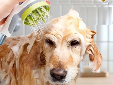 Professional Pet Dog Shower Sprayer Brush – 2-in-1 Pet Bathing and Grooming Tool for Dogs and Cats