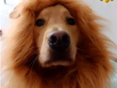 Premium Pet Dog Lion Mane Costume – Funny Realistic Lion Mane for Dogs