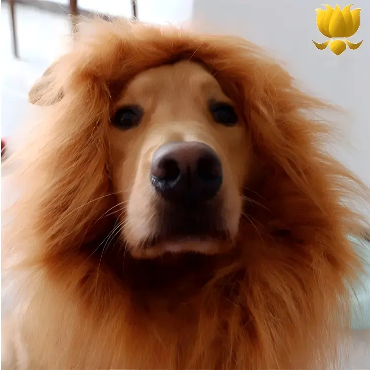 Premium Pet Dog Lion Mane Costume – Funny Realistic Lion Mane for Dogs