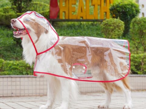 Large Clear Waterproof Dog Raincoat – Transparent Pet Rain Coat for Small, Medium & Large Dogs