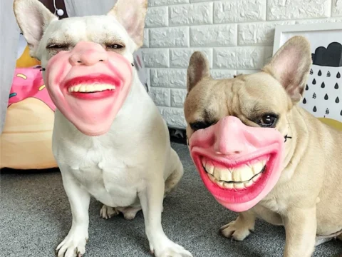 B2B Wholesale: Viral Pet Dog Funny Mask – Spoof Laughing Lips Headgear for TikTok, Weibo & Festive Events