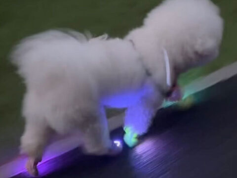 Wholesale USB Rechargeable LED Clip-On Dog Safety Night Lights