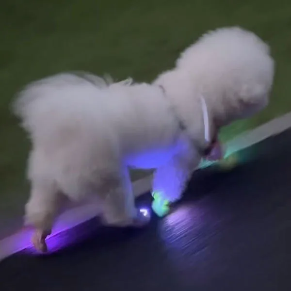 Wholesale USB Rechargeable LED Clip-On Dog Safety Night Lights