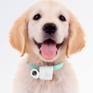 Customized Pet LED Projection Lamp with Photo & Name Collar – Personalized Dog Social Night Light for OEM Pet Product Wholesale