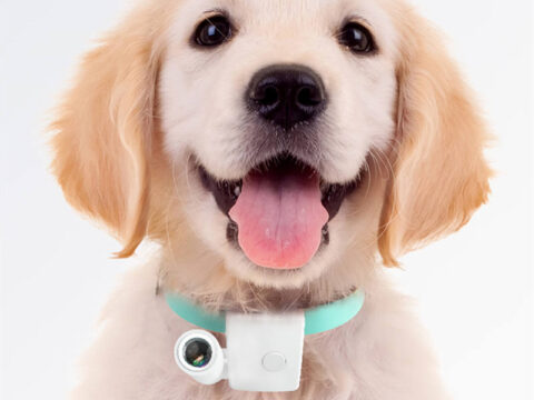 Customized Pet LED Projection Lamp with Photo & Name Collar – Personalized Dog Social Night Light for OEM Pet Product Wholesale