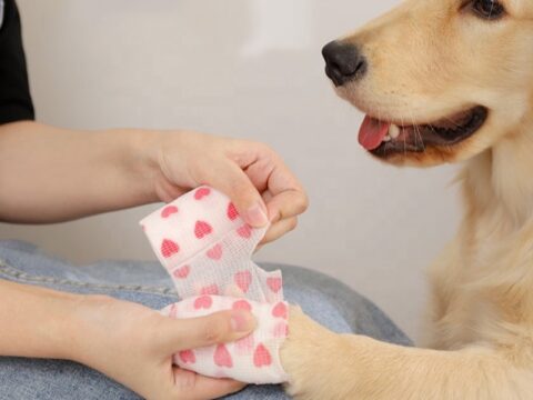 Bitter Bandage for Dogs – Self-Adhesive Bitter Pet Bandage for Wound Protection and Anti-Licking Care