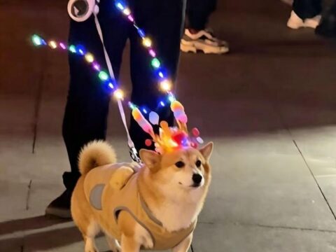 LED Pet Crown Headpiece for Cats & Dogs – Rechargeable Luminous Pet Costume Accessory for Photos, Parties, Night Walks & Social Media