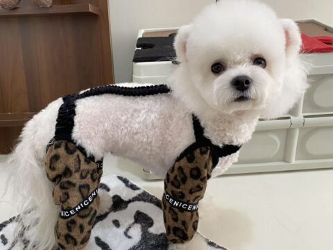 Product Description: Pet Cat Dog Outdoor Walking Dustproof Pants – Anti-Dirt Leg Covers for Small Dogs