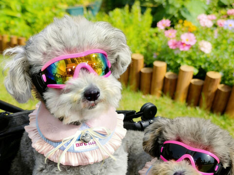 Wholesale Summer Dog Adjustable Strap Pet Glasses / Eye Protection Accessories / Pet Travel Sunglasses Goggles
