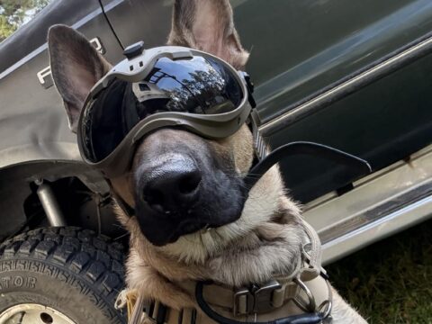 Helmet Shape Dog Mask With Picatinny Rail – Professional Tactical Protective Gear for Working Dogs, Military Dogs, Police K9 Units and Outdoor Applications