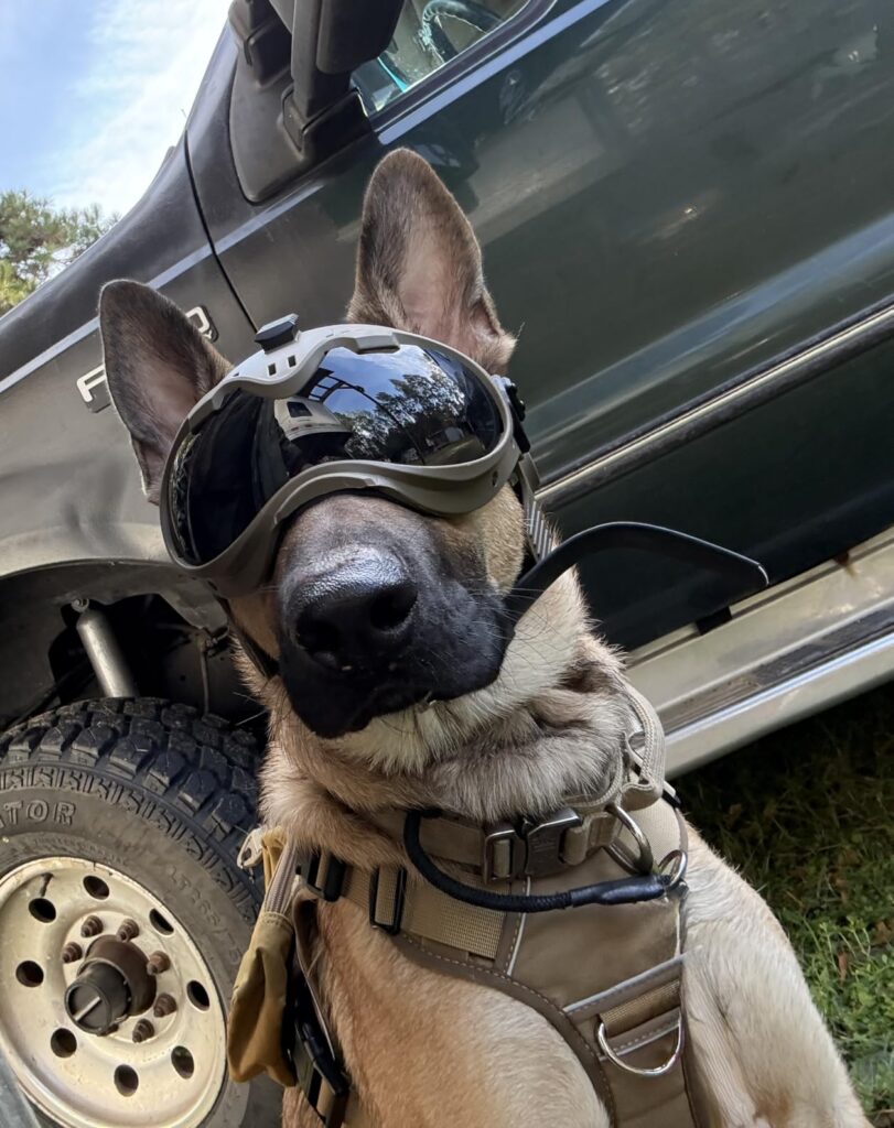 Helmet Shape Dog Mask With Picatinny Rail – Professional Tactical Protective Gear for Working Dogs, Military Dogs, Police K9 Units and Outdoor Applications