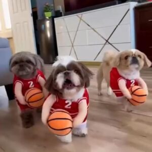 2027 New Dog Halloween Basketball Costume with Ball – Wholesale Pet Costume for Small, Medium & Large Dogs