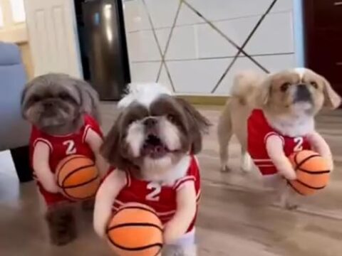 2027 New Dog Halloween Basketball Costume with Ball – Wholesale Pet Costume for Small, Medium & Large Dogs
