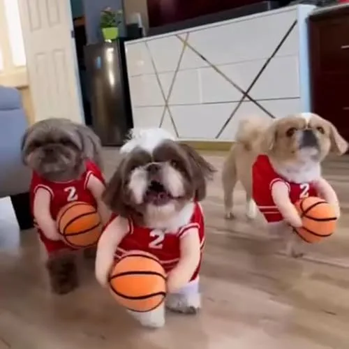 2027 New Dog Halloween Basketball Costume with Ball – Wholesale Pet Costume for Small, Medium & Large Dogs