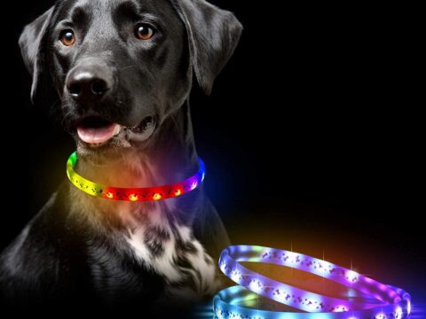 Glow in The Dark LED Dog Collar 2 Pack – USB-C Rechargeable RGB Light Up Dog Safety Collar for Night Walking
