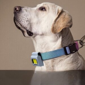 Clip On Running Light Safety Jogging LED Lamp – USB Rechargeable Magnetic Night Light for Runners, Dog Walking & Outdoor Activities